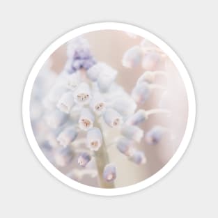 Grape Hyacinth Photo | Plantlife Photography | Atmospheric Muscari Botryoides Close-up Magnet